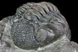 Multi-Toned Pedinopariops Trilobite - Nice Eyes #87580-3